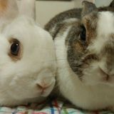 Looking for Daily Rabbit Sitting in Lakewood
