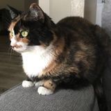 Well Trained House Sitting Provider Needed. Multiple opportunity's over the next 5 months, if first one goes well.