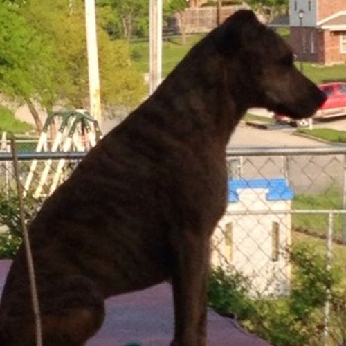 Pet Care Provider Vicki B's Profile Picture