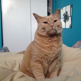 Pet care service for you !