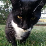 Felix The Cat Is Asking For Some Company