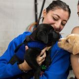 A dog lover looking for a dog walker position in Thorold!