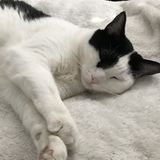 Reliable, trustworthy, and responsible animal lover available to care for your pets