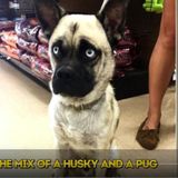 For Hire: Skilled Dog Walker in Barberton, Ohio