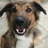 Job Posting: Dog Sitter/Dog Walker