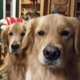 Avon Lake Dog Walker /pet sitter, Interested In Being Hired in nearby cities.
