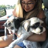 Searching to care for your little fur babies