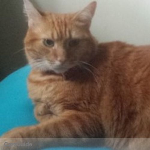 Pet Care Job Neka F's Profile Picture
