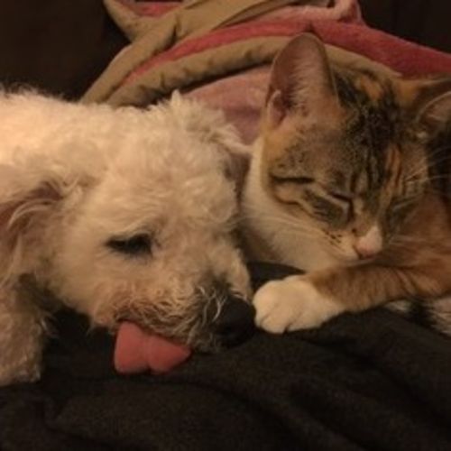 Pet Sitting, Dog Walking, Kennels, and Pet Sitter Jobs