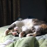 Available: Honest cat and house sitter