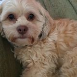 Experienced And Trusted In Your Home Dog Sitter/Walker In South Shore Area