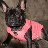 Available: Professional Pet Sitter in Bridgeport, Connecticut