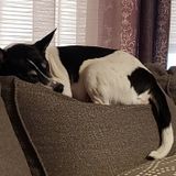Looking for assistance with letting dogs out while I work during the day