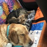Professional Dog Walking & Care Available Now!