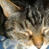 HUGE ANIMAL LOVER and Capable House and Petsitter for Hire