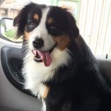 Toledo Dog Walker Seeking Job Opportunities