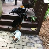 Dog Walker, Give medication, Visit to let them out during the course of a day.