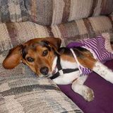 Flexible, mature, and animal loving person ready to take interview for those in need of pet services.