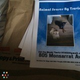Dog Walker/dog training