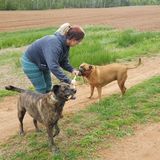 For Hire: Professional Pet Walker/In-Home Sitter in and around Charlottetown, PEI