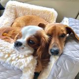 Looking for Wonderful Pet Sitter around the area of Tarpon Springs.