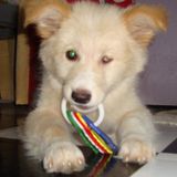 Flexible schedule looking for busy owners who require help