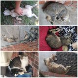 Seeking a pet sitter job
