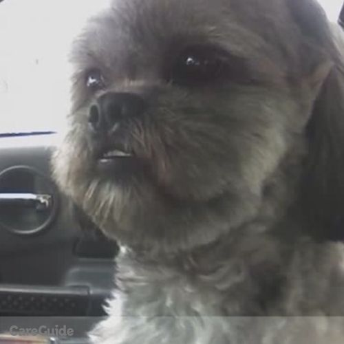 Pet Care Provider Edina B's Profile Picture