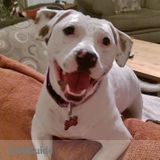 Pet Sitter/ Dog Walker
