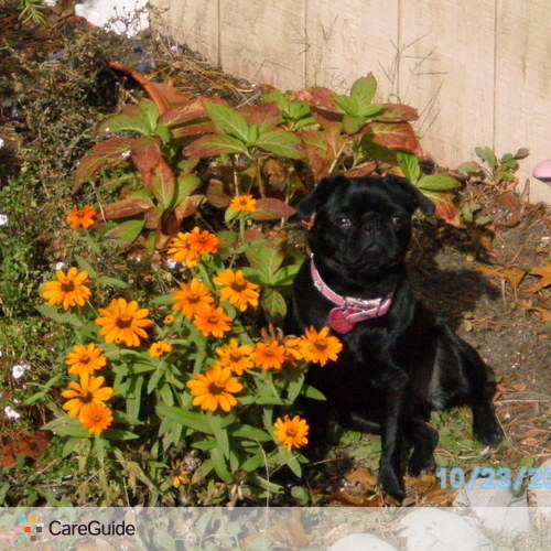 Pet Care Provider Michelle D's Profile Picture