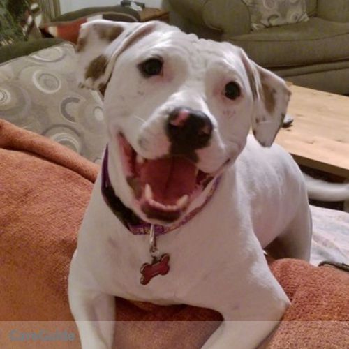 Pet Care Provider Erin Nash's Profile Picture