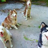 Big fenced in backyard for your pup