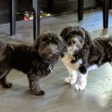 Looking for a dependable pet care services for two Havanese dogs.