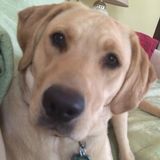 Hiring: Auburndale, Florida Pet Care Provider Needed for occassional weekends!