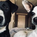 Experienced dog owner looking for pet sitting/dog walking jobs.
