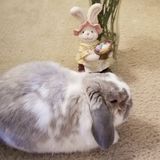 4th of July Bunny Care