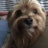 Neptune Beach, Atlantic Beach, Jax Beach & Ponte Vedra Beach Pet Sitter Seeking Job Opportunities in Jacksonville, Florida