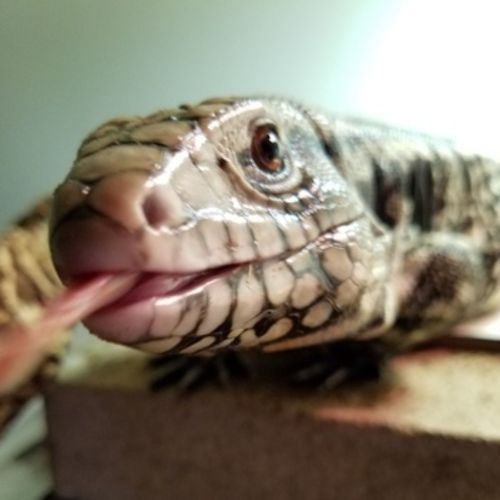 Pet Care Job Bridget N's Profile Picture
