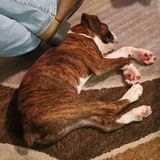 Interested In a Dog Walker Job in Pasadena, Texas