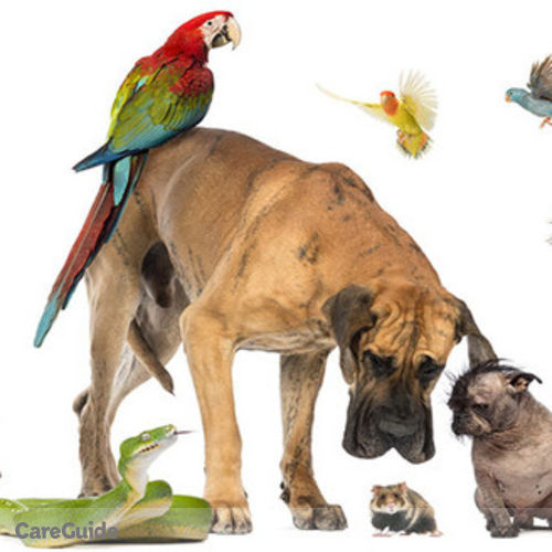 Pet Care Provider Ashanti A's Profile Picture