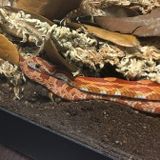 Job Posting: Pittsburgh Snake Sitter