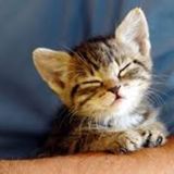 South Georgia Pet Care Provider