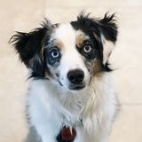Looking to part-time pet sit