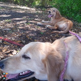 Fun, Loving, And Responsible Petsitter! A lover of all kinds of animals, grew up around many different pets.