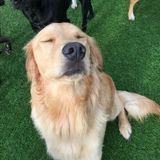 Part time pet sitter,dog walker, and feeder!