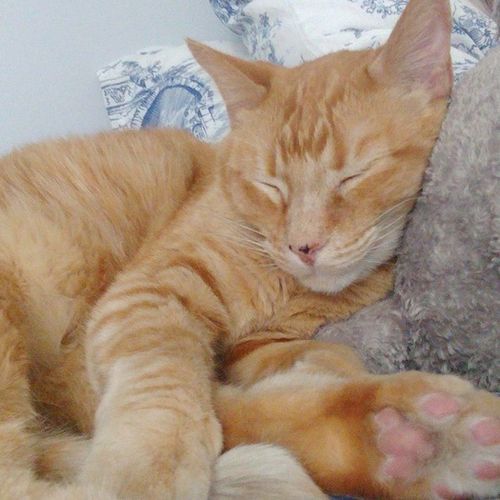 Pet Care Job Mj Henkels's Profile Picture