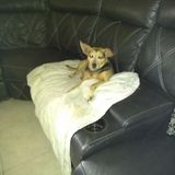 Pet Sitting Offered in Miami