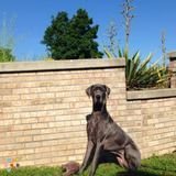 Loving Great Dane needs a reliable and loving dog walker!