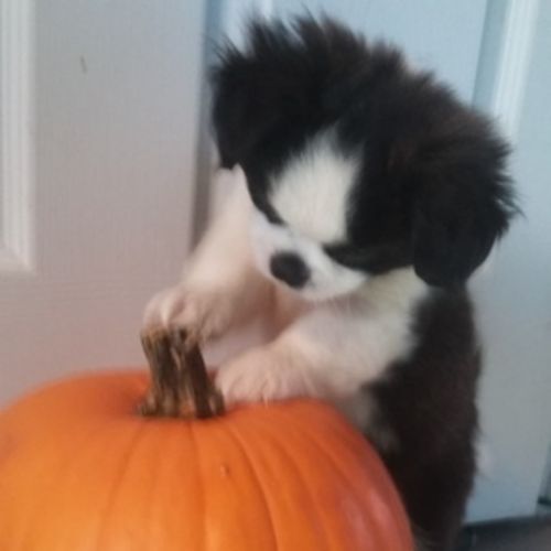 Pet Care Provider Barbie Norman's Profile Picture