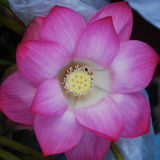 Friendly, Responsible and Reliable Home, Plant and Pet Care